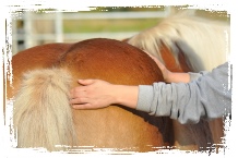 Osteopathie Pferd
